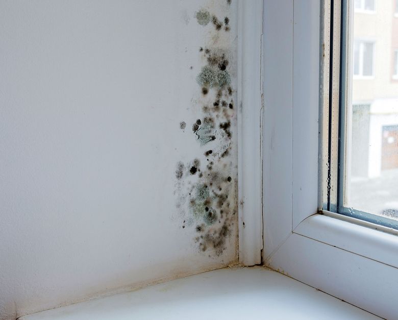 How To Remove Mold From Walls The Seattle Times - Mold On Walls In Closet