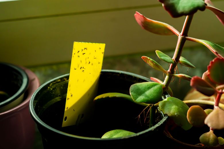 How to Spot 6 Common Houseplant Pests and Safely Kill Them