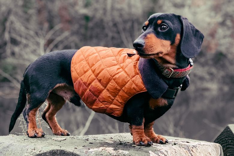 Shop top pet essentials for your 4-legged friends - Good Morning