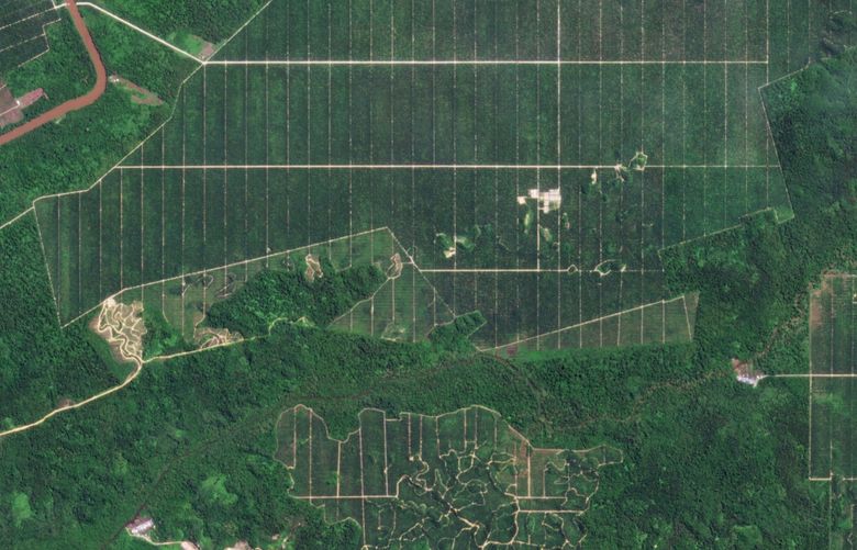 A palm oil plantation in Sebauh district in Sarawak, Malaysia, seen on May 27, 2021. MUST CREDIT: Satellite image by Planet Labs Inc.