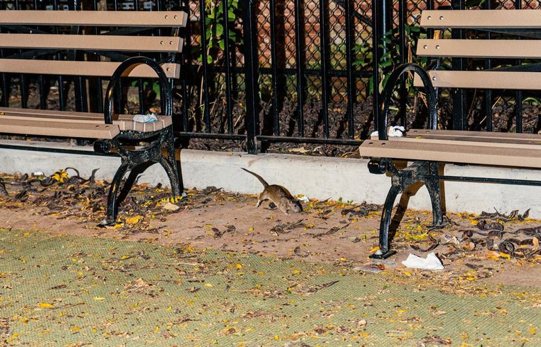A rat on the run at the Sauer Park playground in Manhattan, Oct. 21, 2021. Bold rodents are among New York’s permanent features. But across the city, many believe they are running amok like never before. (Jutharat Pinyodoonyachet/The New York Times) XNYT48 XNYT48