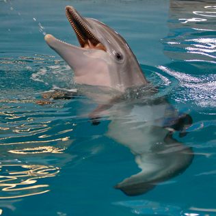 Penyakit bintang ‘Dolphin Tale’ membuat akuarium tutup 1 hari