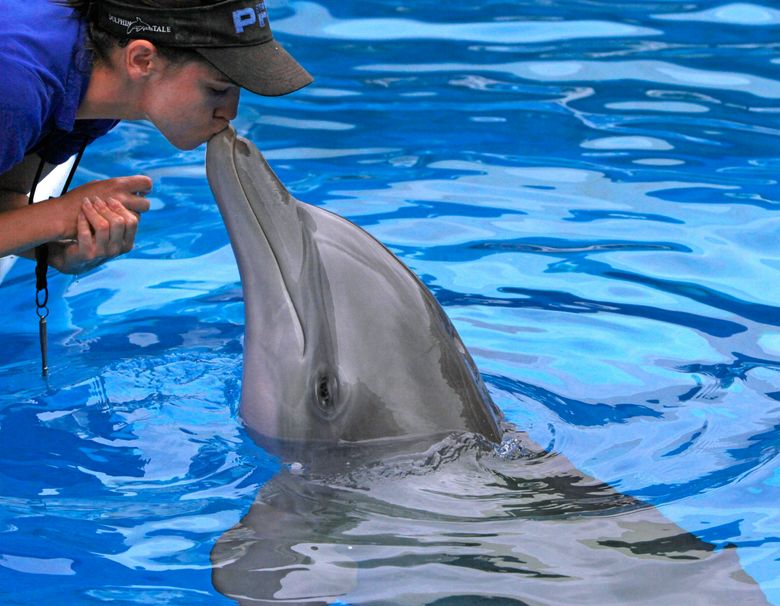 Star Of Dolphin Tale Movie Falls Ill At Florida Aquarium 