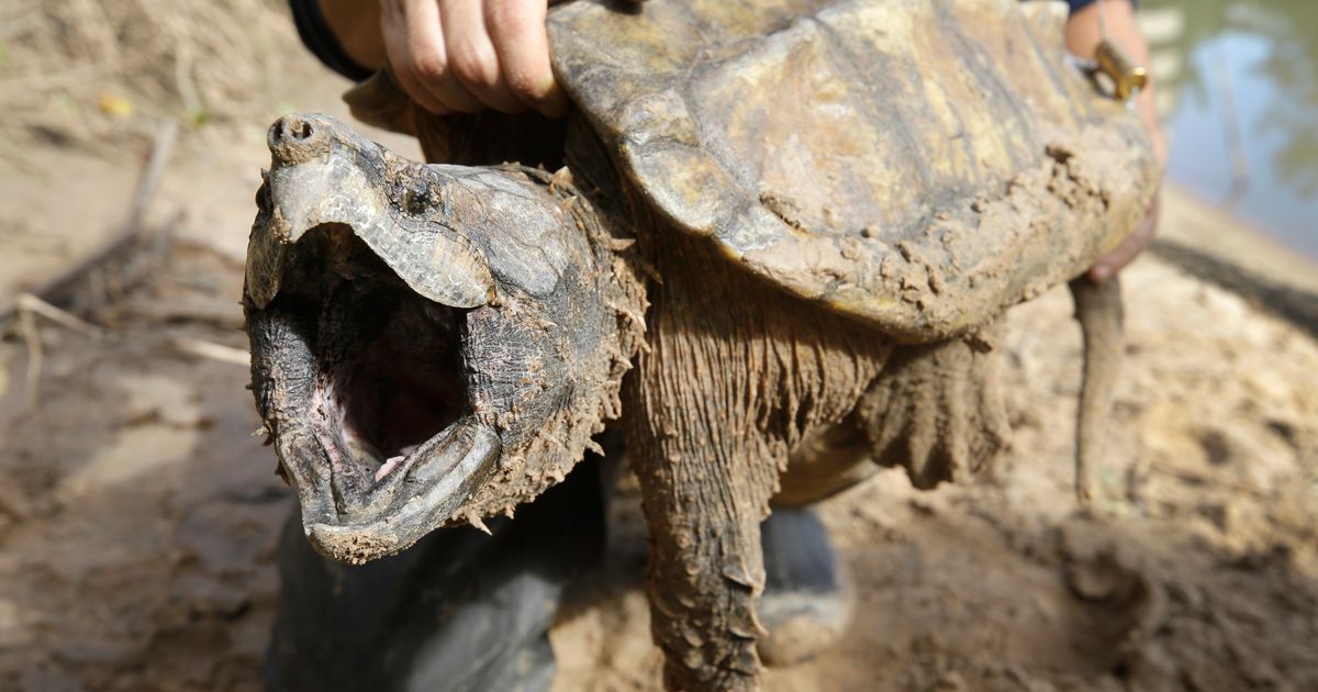 Feds propose threatened status for alligator snapping turtle | The ...