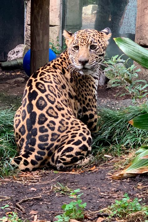Kebun Binatang Audubon New Orleans menyambut jaguar muda yang diselamatkan