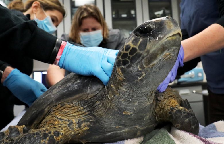 When turtles fly: Cold-stunned animals nursed in Mississippi | The ...