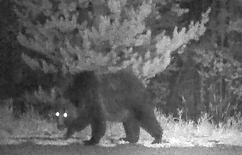A grizzly bear on a road at night, captured by a trail camera in the Bridger-Teton National Forest. The forest is in Wyoming, more than 100 miles away from Idaho’s Fremont County. MUST CREDIT: Photo for The Washington Post by Natalie Behring