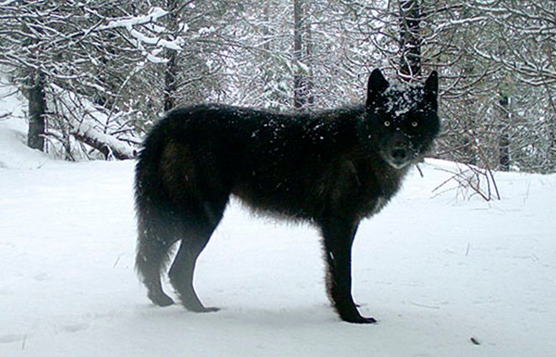 FILE – This Feb., 2017, file photo provided by the Oregon Department of Fish and Wildlife shows a gray wolf in Oregon’s northern Wallowa County. Officials in Oregon are asking for help locating the person or persons responsible for poisoning an entire wolf pack in the eastern part of the state earlier this year. The Oregon State Police said Thursday, Dec. 2, 2021, it has been investigating the killing of all five members of the Catherine Pack in Union County, plus three other wolves from other packs. (Oregon Department of Fish and Wildlife via AP, File) SC401 SC401