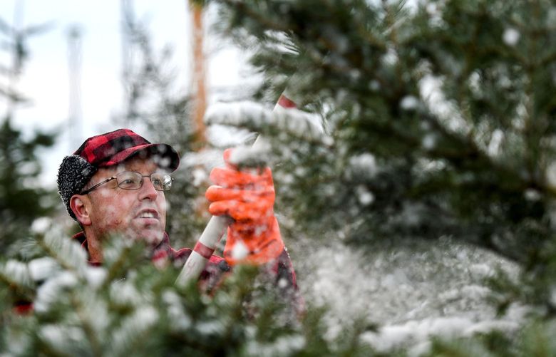 Pike Brant, owner of The Christmas Tree Guy lot in Spokane Valley clears the snow from his trees on Monday, Dec. 6, 2021.