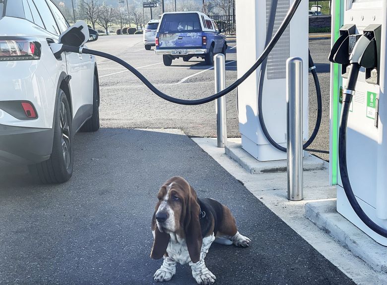 Blake the basset hound takes a break from the highway during a charging stop in Sutherlin, Oregon. It was  near the tail-end of an electric car road trip from Portland to Carson City, Nevada, and back. (Hal Bernton / The Seattle Times)