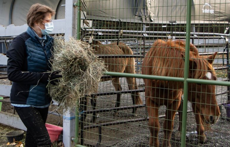 A volunteer delivers hay to one of the horses at SAFE.
Credit: Christy Karras