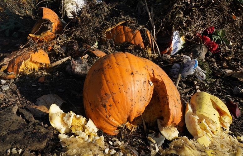 Pumpkins, along with garden waste and other organic waste, await composting at the Anaerobic Composter Facility in Woodland, Calif., Tuesday, Nov. 30, 2021. In January 2022, new rules take effect in California requiring people to recycle their food waste in an effort to reduce greenhouse gas emission in landfills. Most cities will allow the food to go in green waste bins before it’s taken to facilities like the one in Yolo County to be composted or turned into energy. (AP Photo/Rich Pedroncelli) CARP303 CARP303