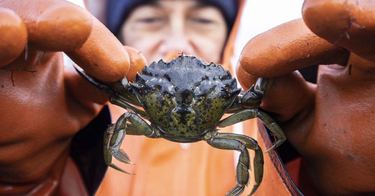 The Top 10 invaders in Washington: Wild pigs, monster fish, killer flowers and more The Top 10 invaders in Washington: Wild pigs, monster fish, killer flowers and more