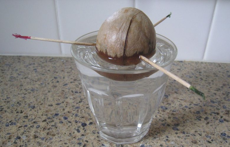 avocado pit for Ciscoe Morris file publishing in the April 5 paper.