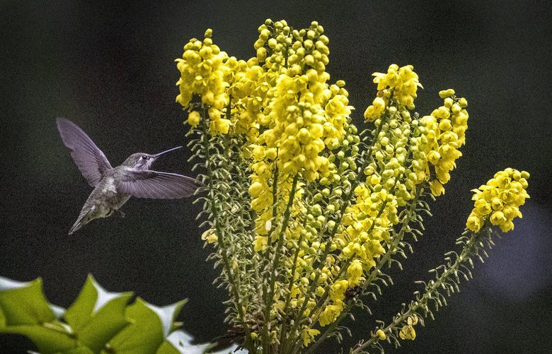 Thursday, December 16, 2021. Lines Only. LO. The winter blooming Berberis ‘Arthur Menzies’ is a welcome bloom for hungry wintering Anna’s hummingbirds. This barberry hybrid was originally discovered at the Washington Park Arboretum in 1961 and now attracts lots of hummingbirds. 219109