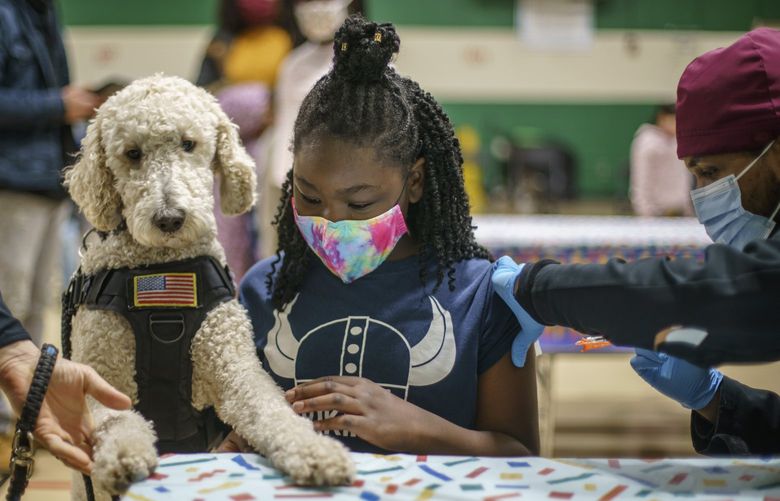 Watson, a therapy dog with the Pawtucket police department, keeps a child company as she receives her COVID-19 vaccination from Dr. Eugenio Fernandez at Nathanael Greene Elementary School in Pawtucket, R.I., Tuesday, Dec. 7, 2021. Even as the U.S. reaches a COVID-19 milestone of roughly 200 million fully-vaccinated people, infections and hospitalizations are spiking, including in highly-vaccinated pockets of the country like New England. (AP Photo/David Goldman) RIDG207 RIDG207
