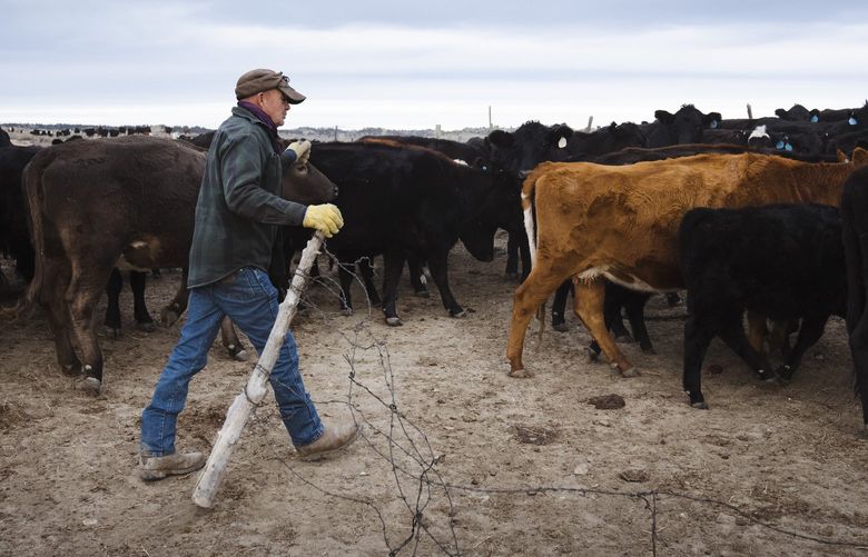 Steve Charter on his ranch outside Billings, Mont., Dec. 13, 2021.  After years of consolidation, four companies dominate the meatpacking industry, while many ranchers are barely hanging on. (Erin Schaff/The New York Times) 