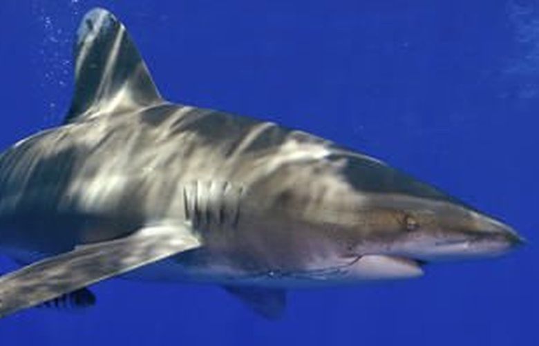 In this June 21, 2008, photo provided by the University of Miami Rosenstiel School of Marine and Atmospheric Science, a whitetip shark swims off Cat Island in the Bahamas. The National Marine Fisheries Service said in December 2016 that the sharks are likely to become endangered. Threats to the sharks include fishing pressure all over the world, as their fins are prized in Asian markets for use in soup. (Neil Hammerschlag/University of Miami Rosenstiel School of Marine and Atmospheric Science via AP)