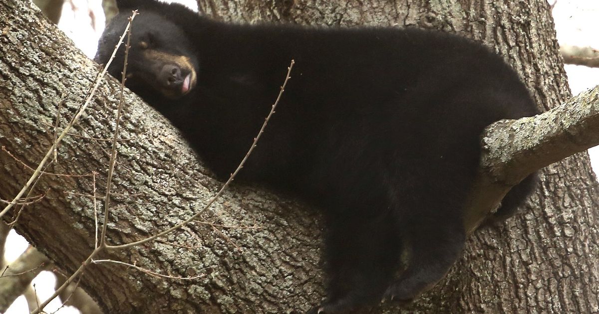 Mama bear, 3 cubs climb tree, take nap in urban Virginia | The Seattle ...