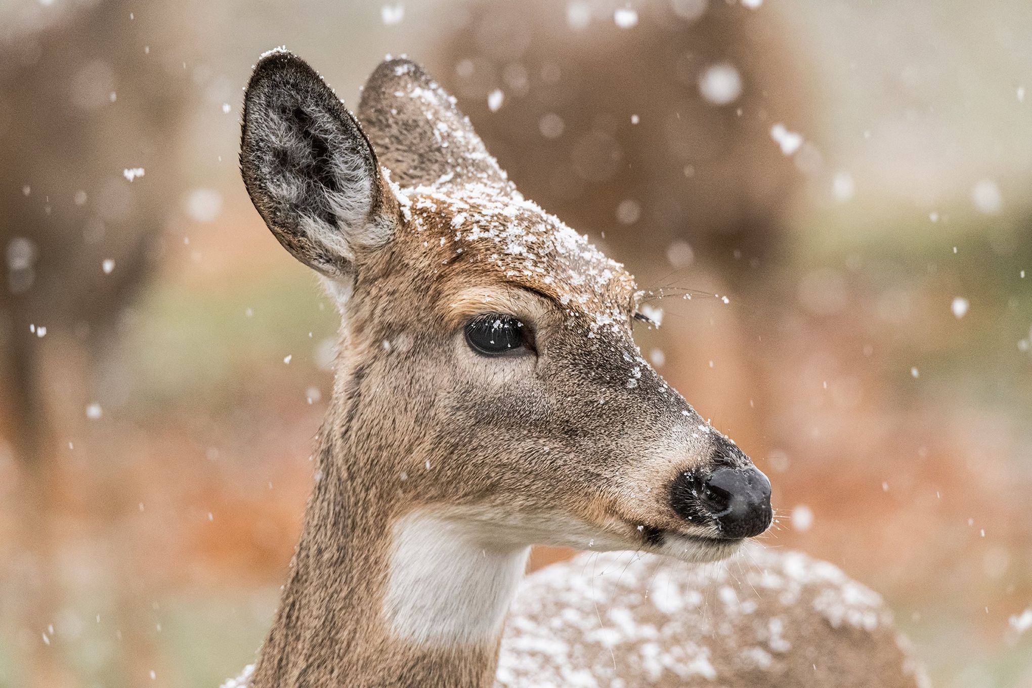 This snowy white-tailed deer is cute enough to melt the chill of winter