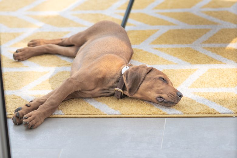 The Best Pet Friendly Fabrics And, Best Type Of Area Rugs For Dogs