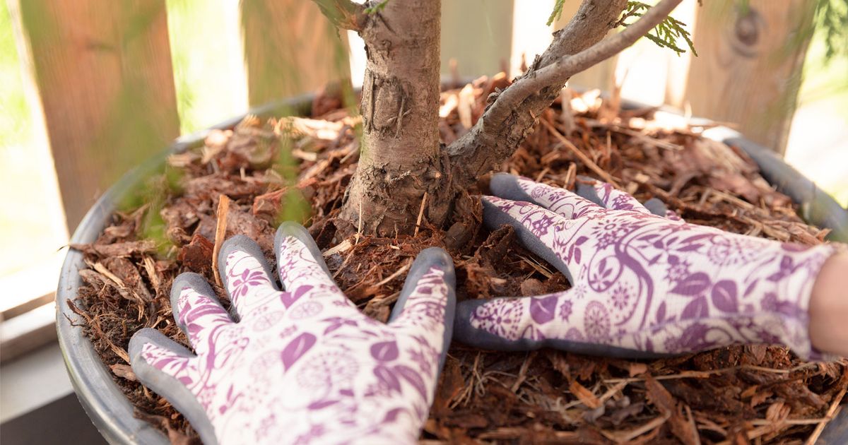 Don T Let Outdoor Container Plants Fall Prey To Winter Here S How Prepare The Seattle Times Don T Let Outdoor Container Plants Fall, How To Prepare Outdoor Pots For Winter
