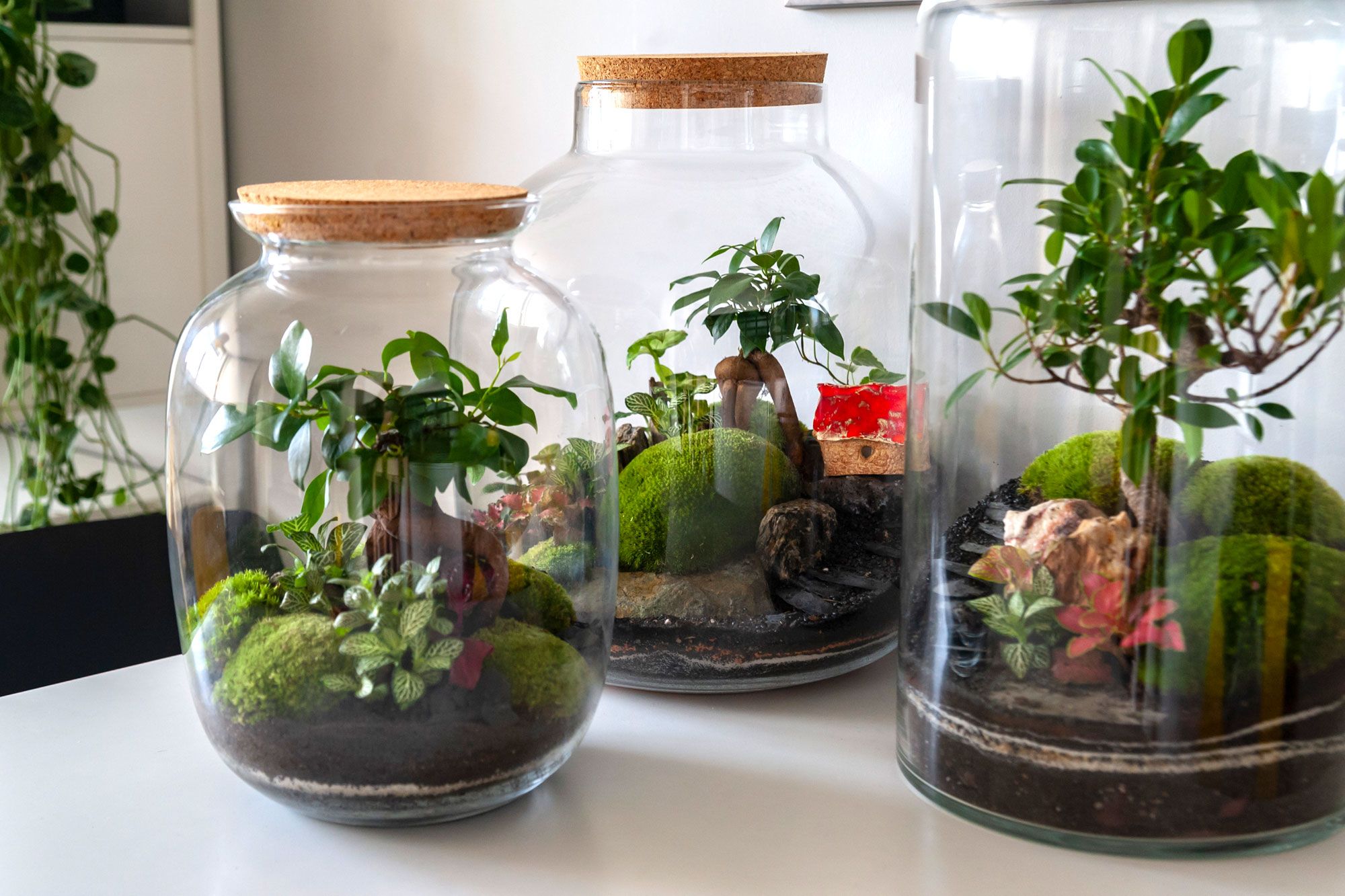 How to build a terrarium from plant selection to scene building