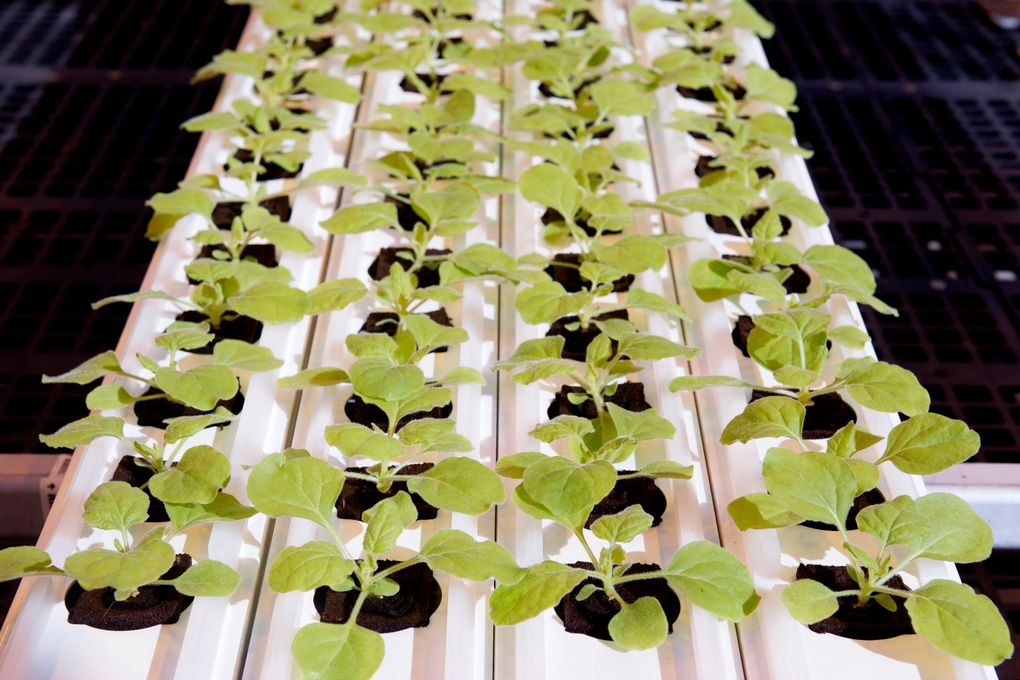 This Sept 10, 2021, photo provided by Medicago, shows a tray of N. Benthamiana sprouts inside a Medicago greenhouse, in Quebec City. On Tuesday, Dec. 7, 2021, the Canadian drugmaker says its plant-based COVID-19 vaccine showed strong protection against the coronavirus. (Louise Leblanc/Courtesy of Medicago via AP)