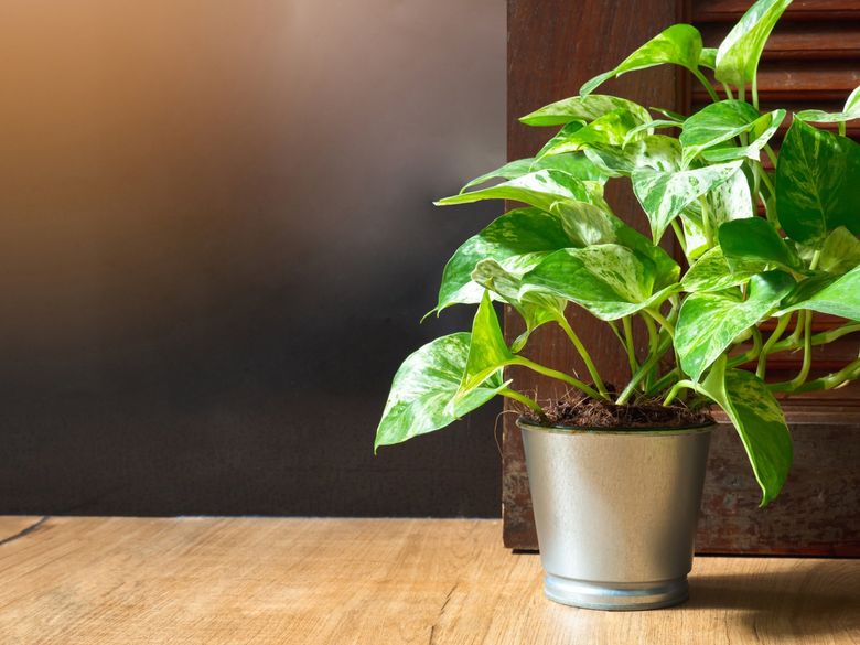 Houseplants that thrive in low light, from Aspidistra to ZZ | The Seattle  Times