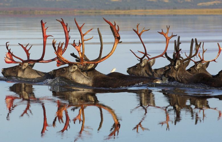 Caribou swim the Kobuk River on their annual fall migration.