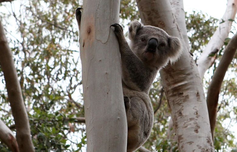 A koala clings to a eucalyptus tree near Yengo National Park, a few hours north of Sydney. MUST CREDIT: Washington Post photo by Michael E. Miller.