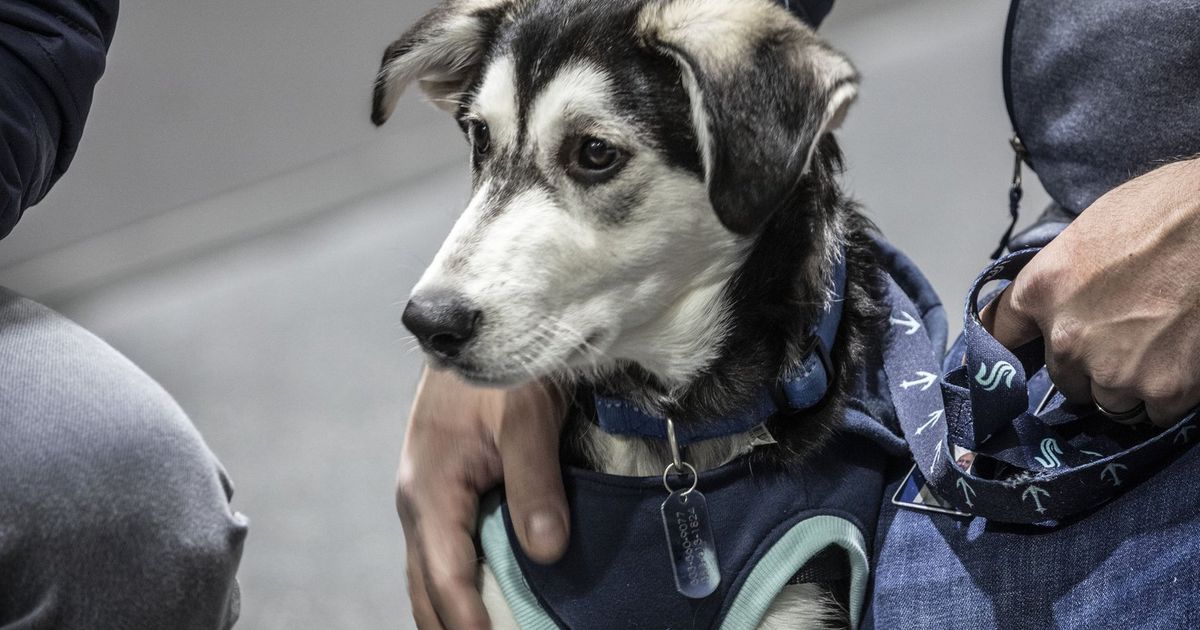 Kraken’s new team dog already a big hit with players and coaches Kraken’s new team dog already a big hit with players and coaches