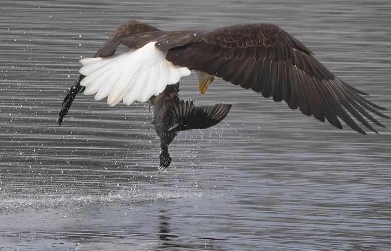 After being chased by gulls, a bald eagle dives down to Lake Washington near Seward Park, grabs an American coot and flies off Wednesday, January 12, 2022. Bald eagles in many areas eat mainly fish, but their diet also includes birds and other small mammals.