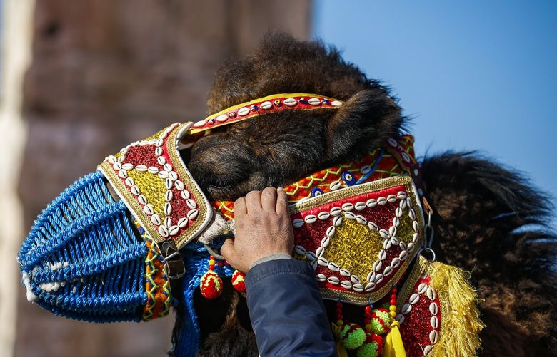 A camel owner prepares his camel during a contest parade in Turkey’s largest camel wrestling festival in the Aegean town of Selcuk, Turkey, Saturday, Jan. 15, 2022. Ahead of the games, on Saturday, camels were paraded in a beauty pageant titled “the most ornate camel contest” when they are decked out with colorful beaded muzzles, fabrics, pompoms, bells and Turkish flags. (AP Photo/Emrah Gurel) FS502 FS502