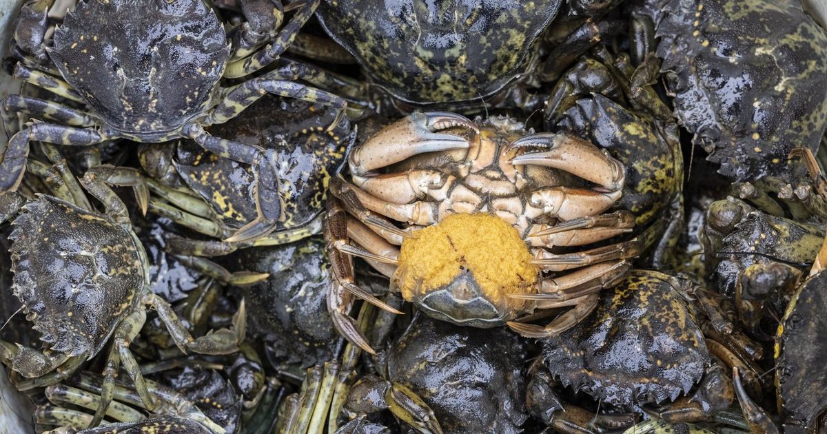 Gov. issues emergency order over green crab infestation | The Seattle Times