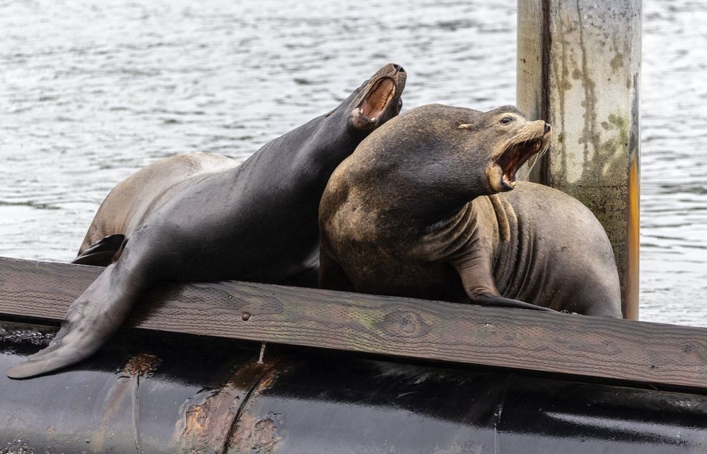 Seals vs. Sea lions — Sea Smart