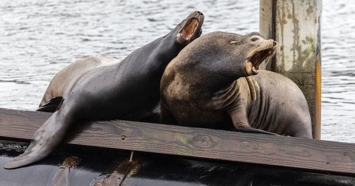 ‘Hey, boys, you’ve got to keep it down’: In Ballard, noisy sea lions