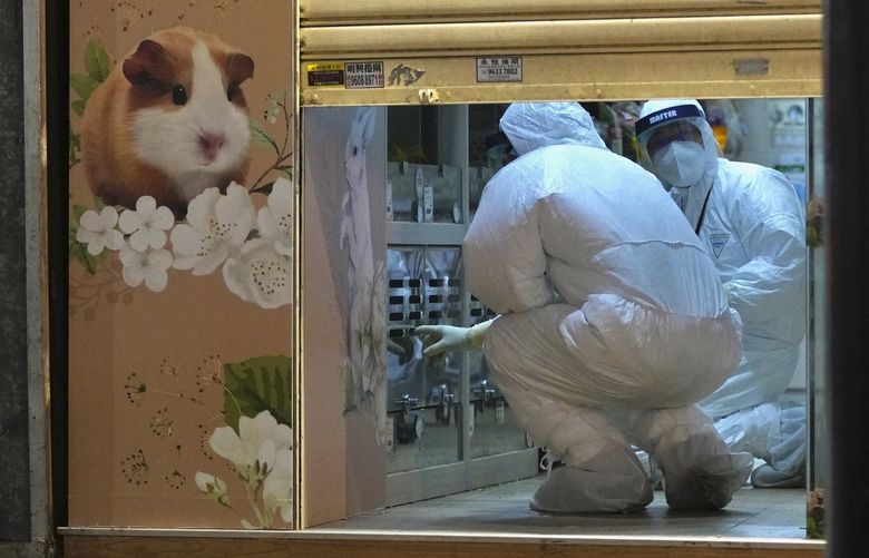Staff members from Agriculture, Fisheries and Conservation Department investigate in a pet shop closed after some pet hamsters authorities said, tested positive for the coronavirus, in Hong Kong, Tuesday, Jan. 18, 2022. Hong Kong authorities said Tuesday that they will cull some 2,000 hamsters after several of the rodents tested positive for delta variant at the pet store where an infected employee was working. (AP Photo/Kin Cheung) XKC114 XKC114
