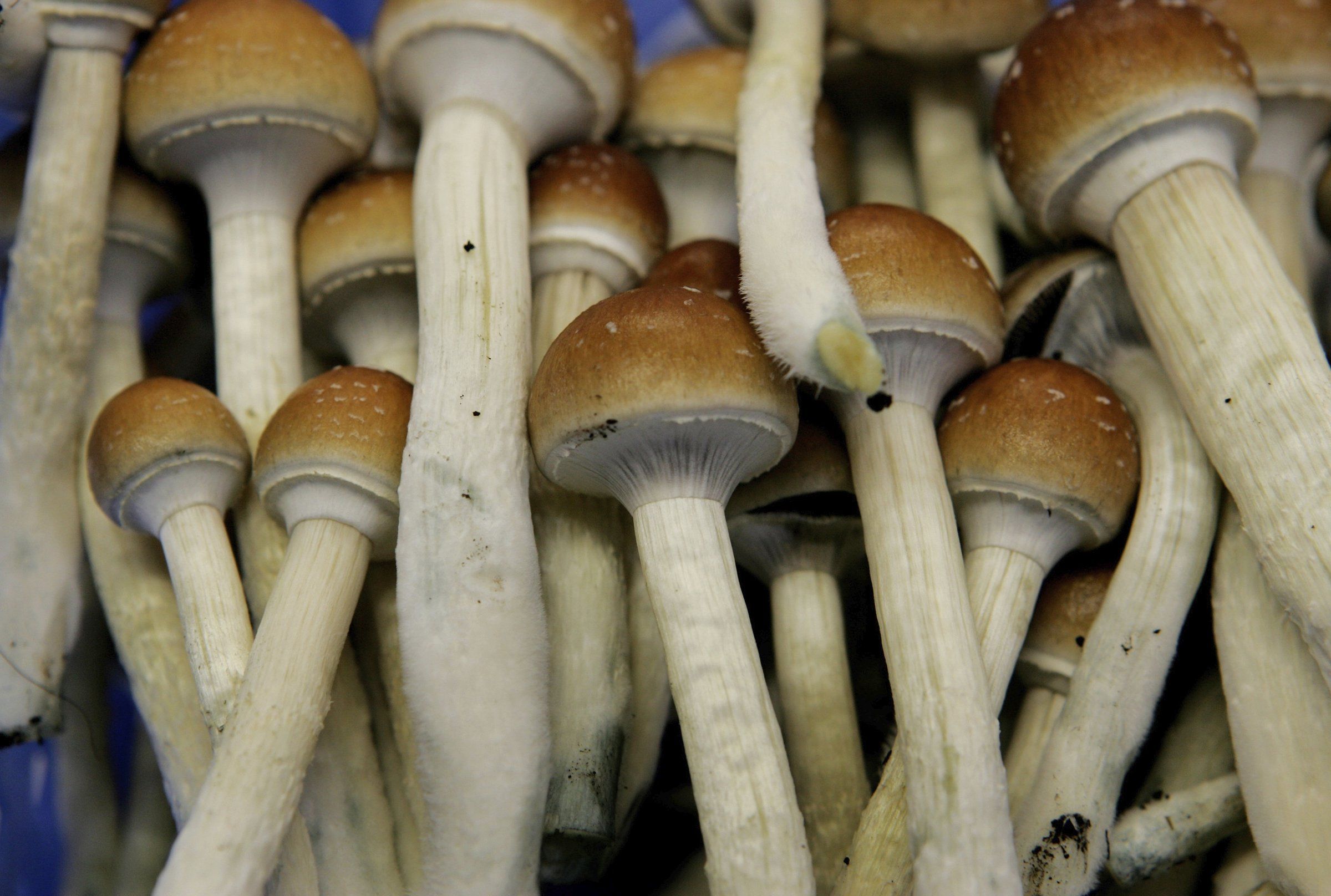 Research shows psychedelic mushrooms can help treat depression. Is legalization on the horizon for Washington? - The Seattle Times