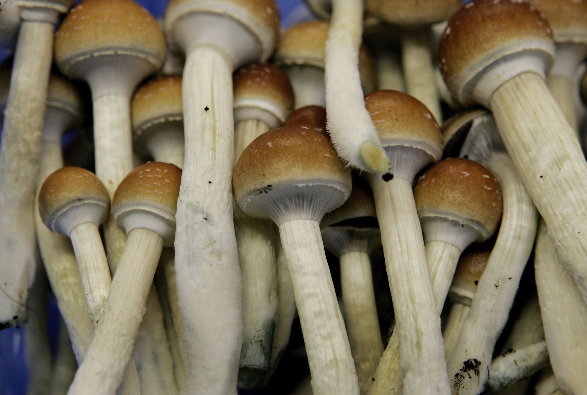 How Does Psilocybin Therapy Work?