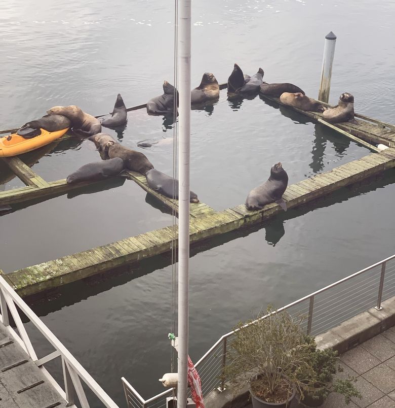 Seattle Sea Lions —