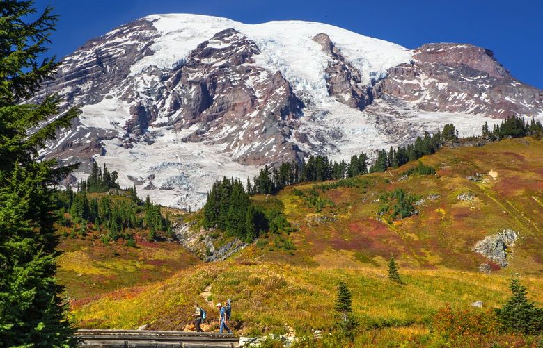 With sweeping views of Mt. Rainier, hikers walk along the Skyline Trail this week. Fall color is currently at its peak at Mt. Rainier National Park. The lack of snow this fall has allowed the fall colors to progress into warm tones of red and yellow. Temperatures in the 60s have brought many hikers to the Paradise side of the mountain. The forecast predicts sunny skies this week turning to clouds and rain on Friday. Snow is in the forecast next week. 

Photographed on October 5, 2020.    214933