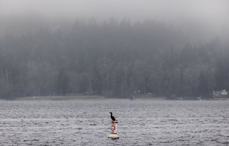 A cormorant faces the breeze as wind begins to dissipate a thick blanket of fog over Lake Washington. (Steve Ringman / The Seattle Times)