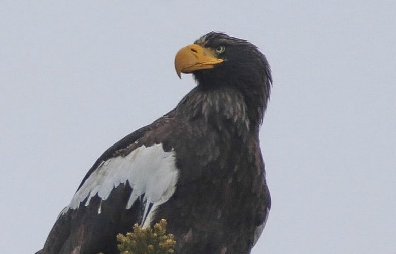 In this Dec. 31, 2021 photo provided by Zachary Holderby, a Steller’s sea eagle is seen off Georgetown, Maine near a crow. The rare eagle has taken up residence thousands of miles from its home range, delighting bird lovers and baffling scientists. (Zachary Holderby, Downeast Audubon via AP) NYPS209 NYPS209