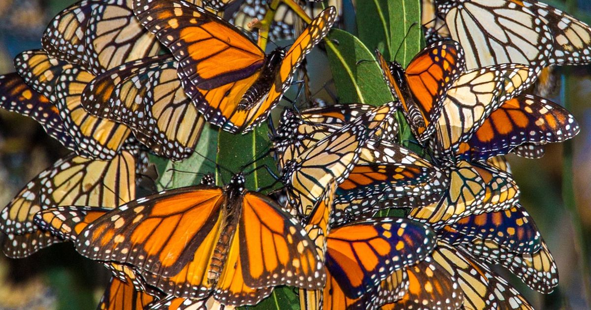 Western monarchs rebound but still below historic population | The ...