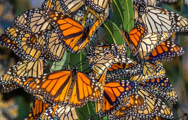 A small cluster of migrating Monarch butterflies clinging on a eucalyptus tree branch at Pismo Beach Monarch Grove, California. (Rinus Baak/Dreamstime/TNS) 37728092W 37728092W