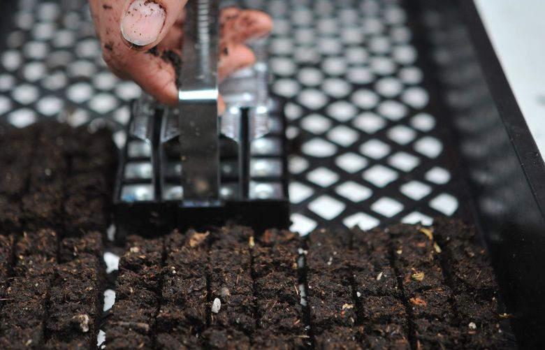 A soil blocker tool compresses growing material into multiple small stand-alone cubes, which can then be seeded and later placed directly into the garden. Credit: Hilary Dahl