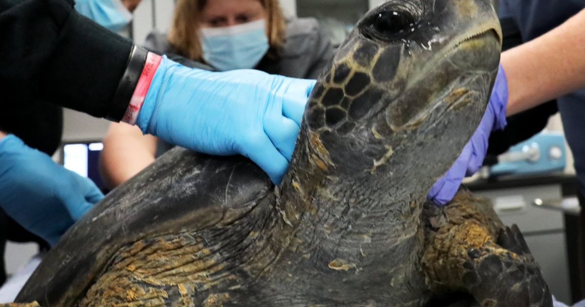 Shi Shi the sea turtle, rescued last year from a Washington beach ...