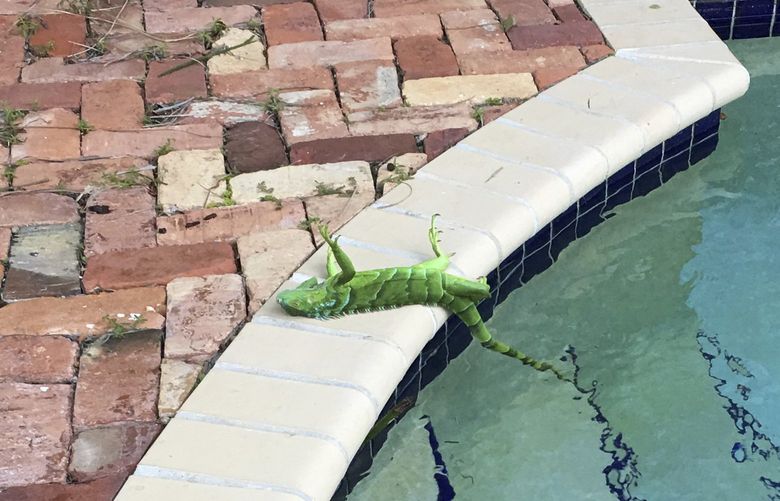 An iguana that froze lies near a pool after falling from a tree in Boca Raton, Fla., Thursday, Jan. 4, 2018. Itâ€™s so cold in Florida that iguanas are falling from their perches in suburban trees. (Frank Cerabino/Palm Beach Post via AP) FLPAP201 FLPAP201
XMAS TREE