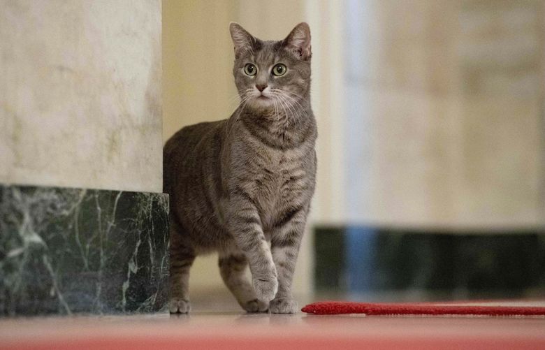 Willow, the Biden family’s new pet cat, wanders around the White House on Wednesday, Jan. 27, 2022 in Washington. President Joe Biden and first lady Jill Biden have added Willow, a 2-year-old, green-eyed, gray and white feline from Pennsylvania, to their pet family. (Erin Scott/The White House via AP) WX301 WX301